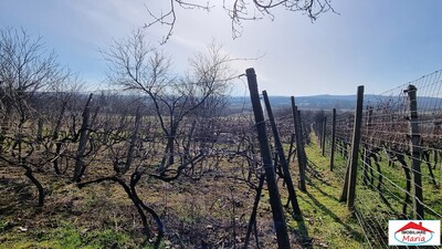 Teren intravilan in Viile Satu Mare 23000 Euro - Imagine principală