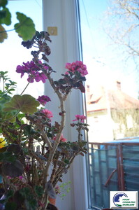 Apartament cu trei camere ,Busteni - Imagine principală