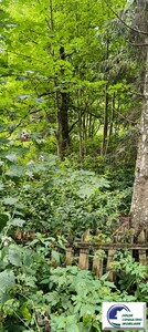 Predeal-Teren intravilan construibil situat in Predeal - Imagine principală